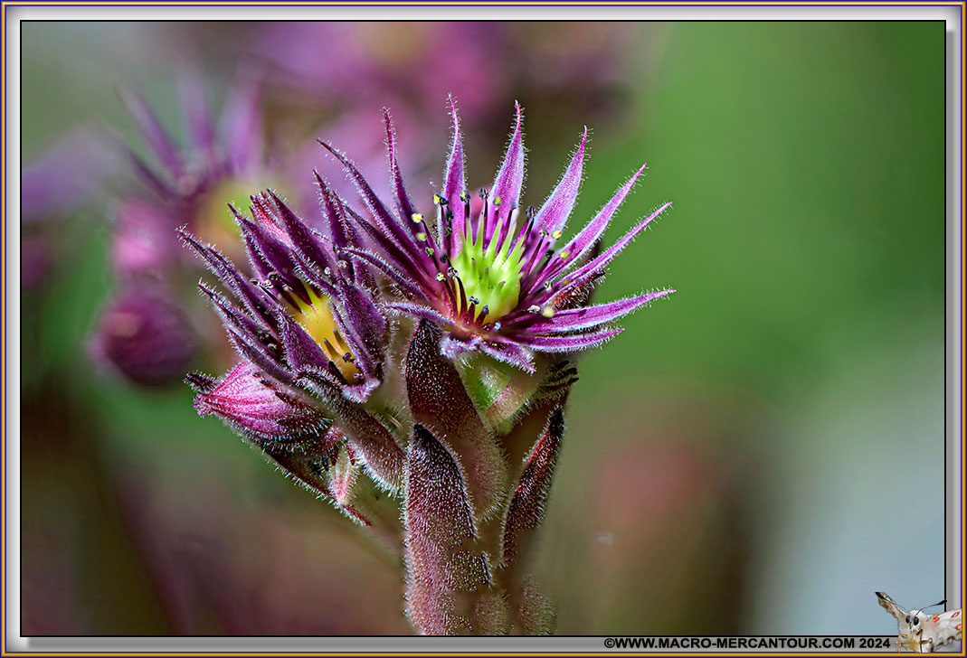 Joubarbes des montagnes